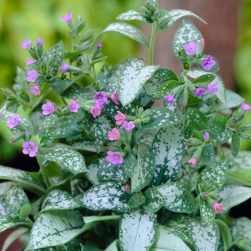 Pulmonaria 'Majeste' 2 Litre