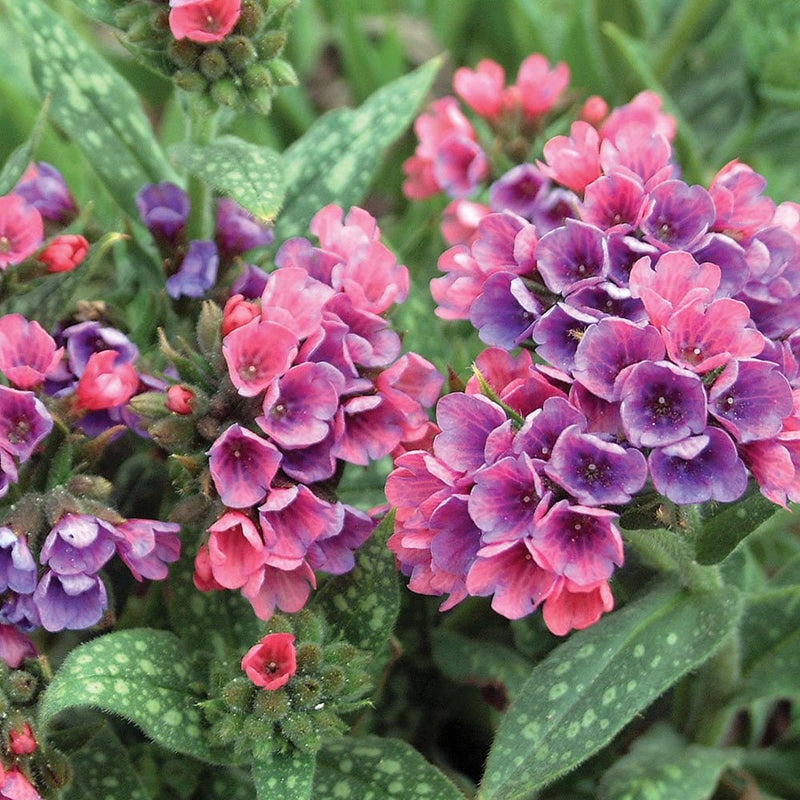 Pulmonaria 'Raspberry Splash' 2 Litre