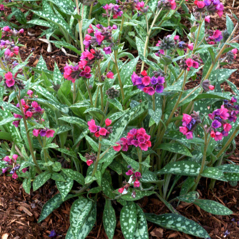 Pulmonaria 'Raspberry Splash' 2 Litre