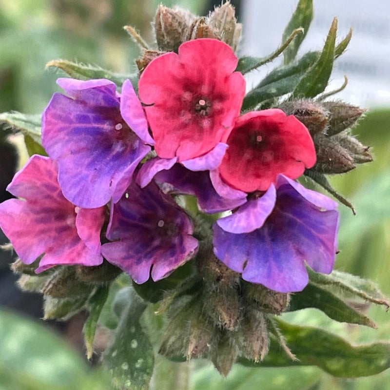 Pulmonaria 'Raspberry Splash' 2 Litre