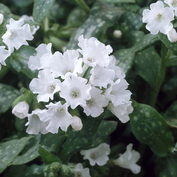 Pulmonaria 'Sissinghurst White' 2 Litre