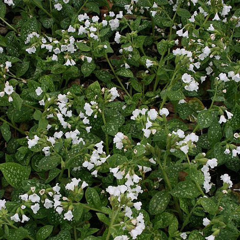 Pulmonaria 'Sissinghurst White' 2 Litre