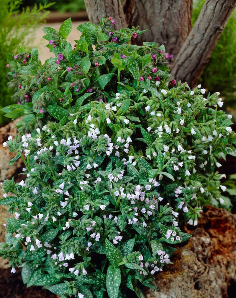 Pulmonaria 'Sissinghurst White' 2 Litre