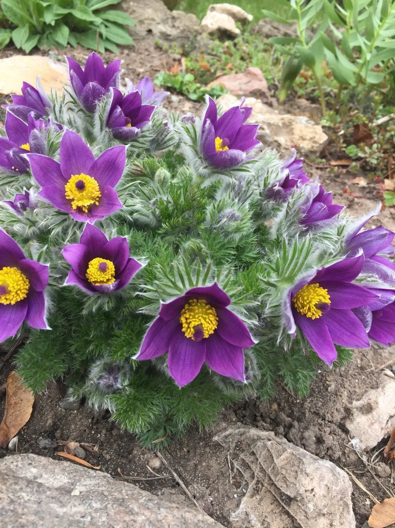 Pulsatilla vulgaris 'Violet Blue' 9cm