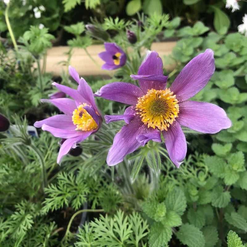 Pulsatilla vulgaris 'Violet Blue' 9cm