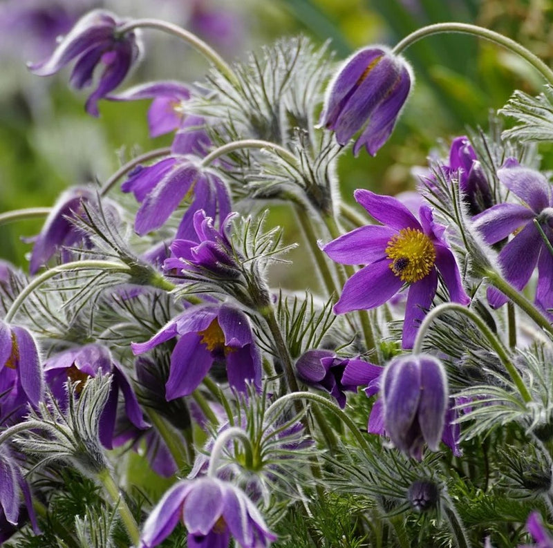 Pulsatilla vulgaris 'Violet Blue' 9cm