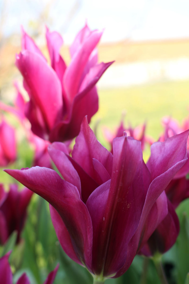 Tulip 'Purple Doll' (10 Pack)