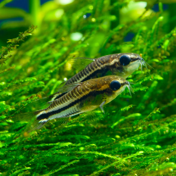 Pygmy corydoras