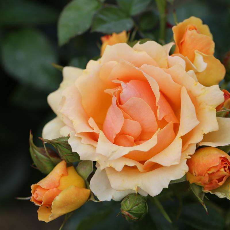 Queen Bee Floribunda Rose 3.5 Litre