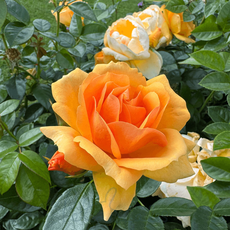 Queen Bee Floribunda Rose 3.5 Litre