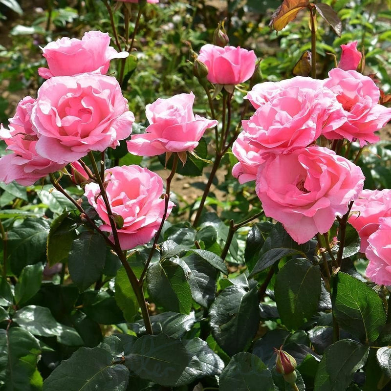 Queen Elizabeth Floribunda Rose 4.5 Litre