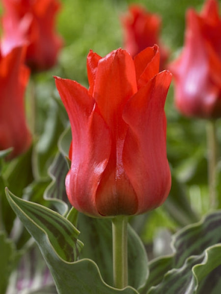 Tulip 'Red Riding Hood' (9 Pack)
