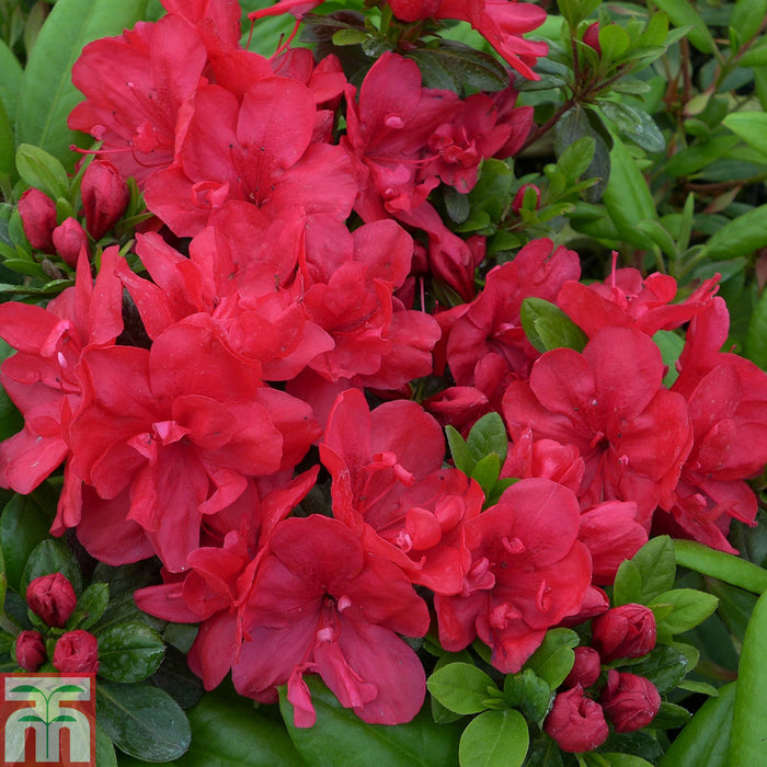 Rhododendron Mother's Day (2.5 Litre)