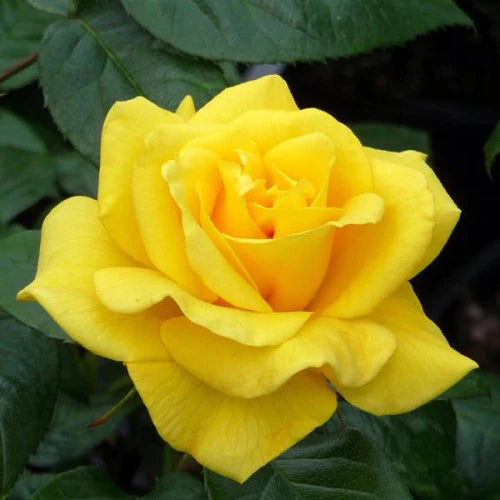 Golden Wedding Floribunda Rose 3.5 Litre