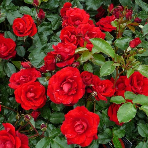 Happy Ruby Wedding Hybrid Tea Rose - 3.5 Litre