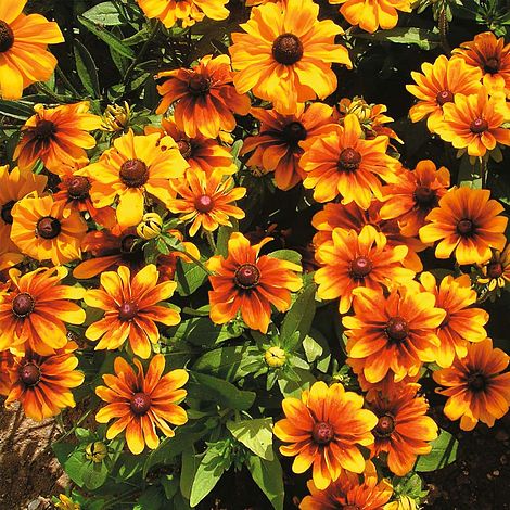 Rudbeckia 'Rustic Dwarfs Mix'