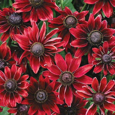 Rudbeckia Hirta 'Cherry Brandy'