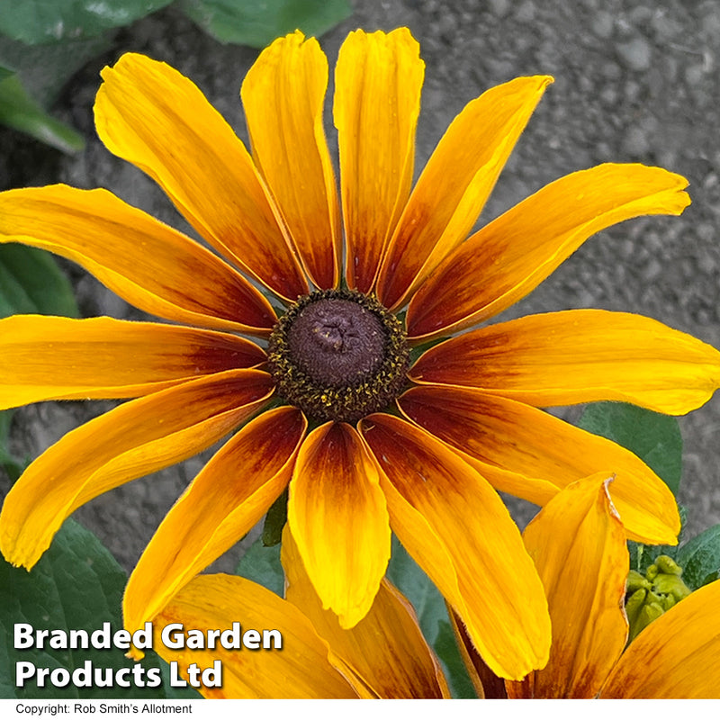Rudbeckia 'Kokardas'