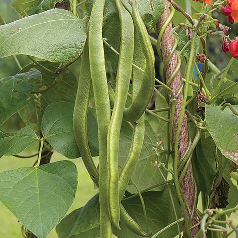 Runner Bean 'Lady Di'