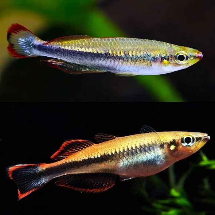 Madagascar Rainbowfish 1.5"