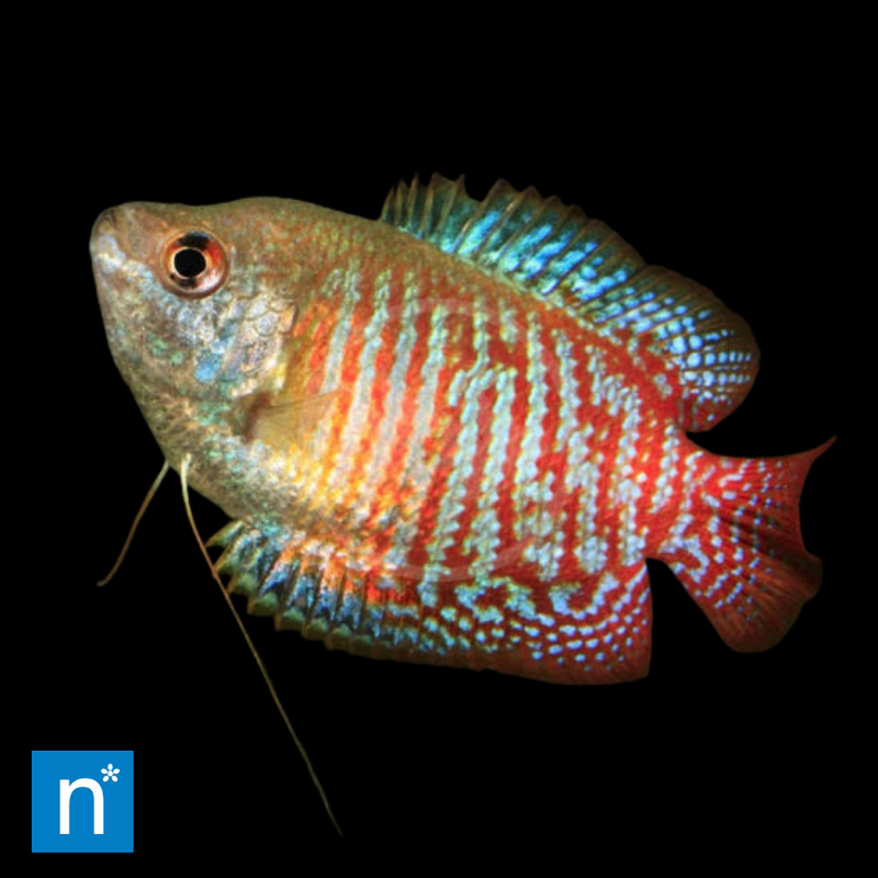 Rainbow Dwarf Gourami | Trichogaster lalius