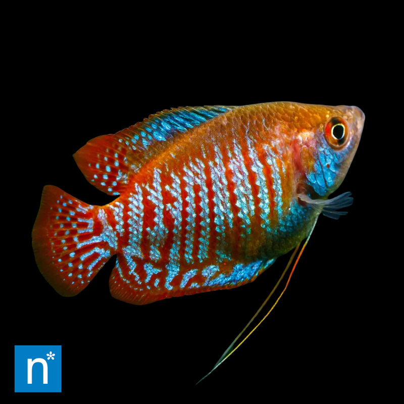 Rainbow Dwarf Gourami | Trichogaster lalius