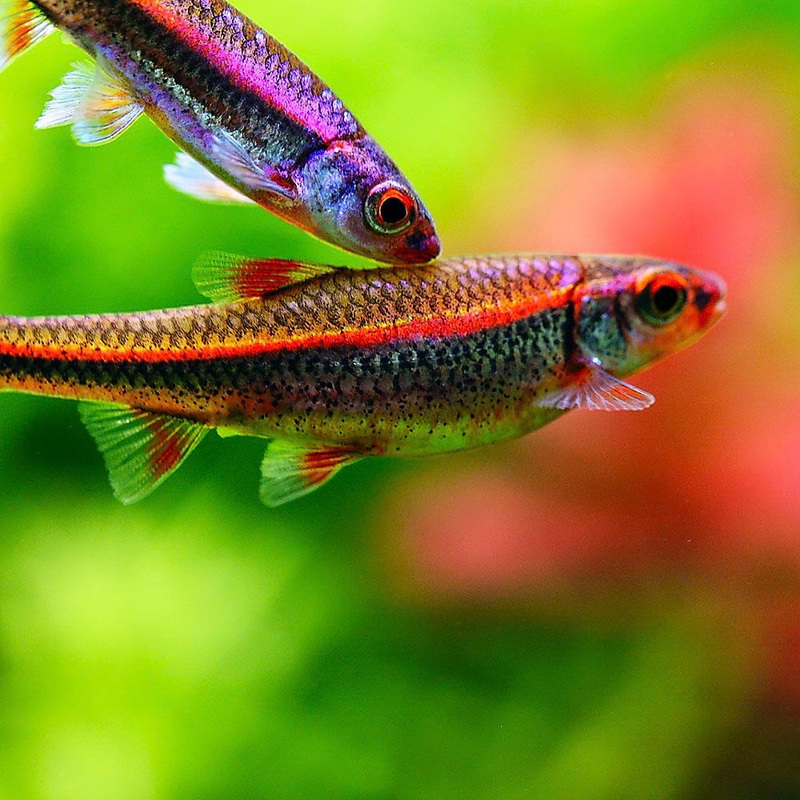 Rainbow Shiner | Hydrophlox chrosomus