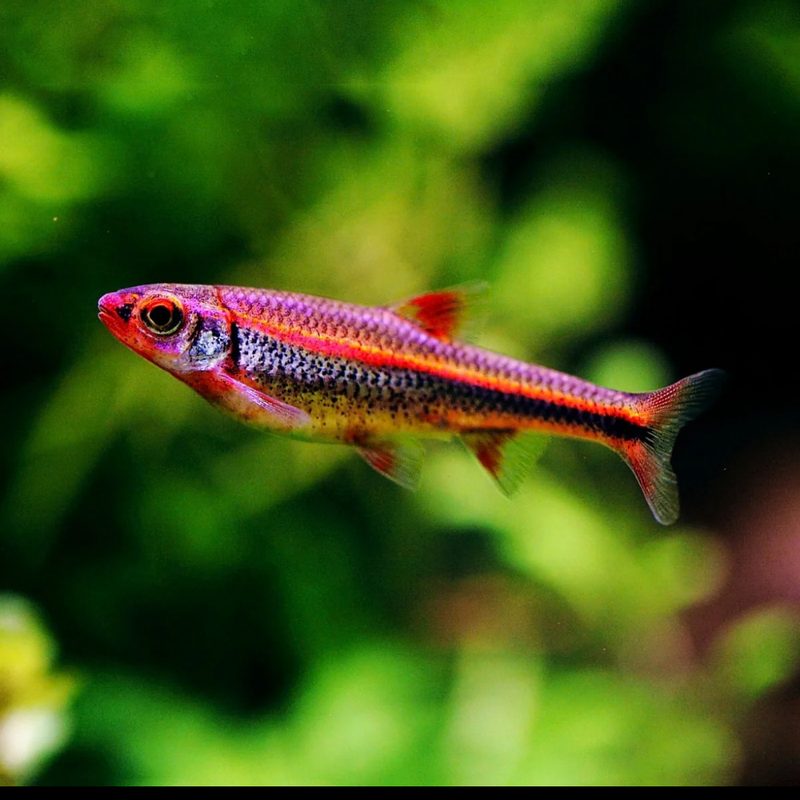 Rainbow Shiner | Hydrophlox chrosomus