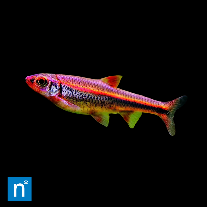 Rainbow Shiner | Hydrophlox chrosomus