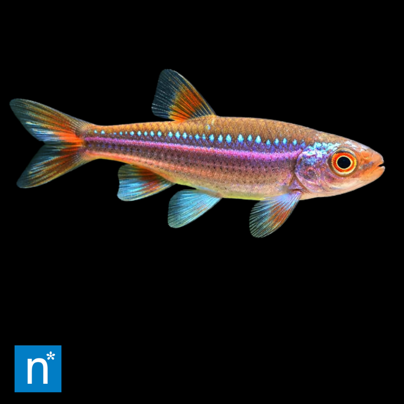 Rainbow Shiner | Hydrophlox chrosomus