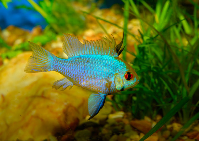 Electric Blue Ram (Large) | Mikrogeophagus ramirezi