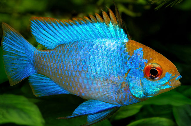 Electric Blue Ram (Large) | Mikrogeophagus ramirezi