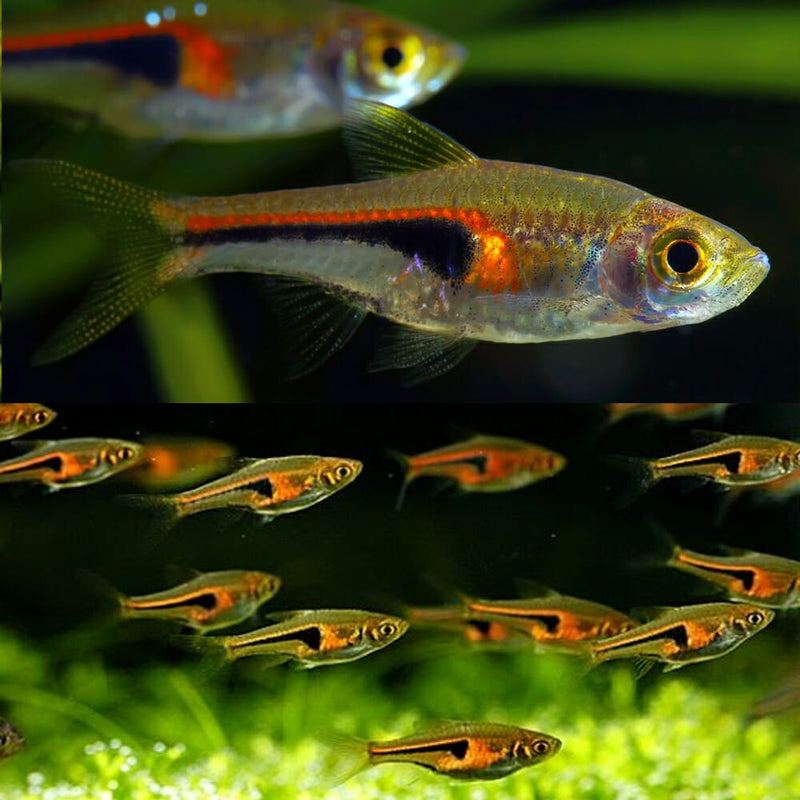 Glowlight Rasbora| Rasbora Hengeli (ML)