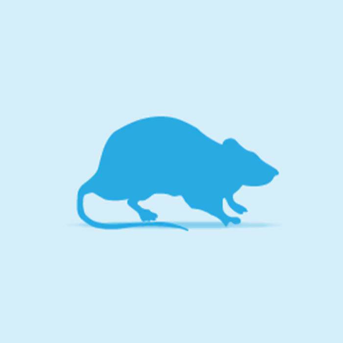 Rat Frozen Giant (>451g)