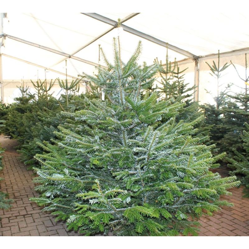 Real Christmas Tree Nordmann Fir Premium Quality 200cm - 250cm Tall