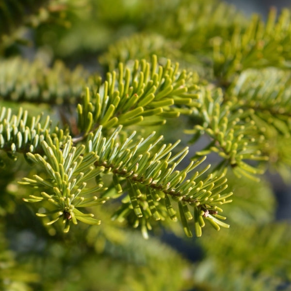 Massive Sale On Artificial Christmas Trees Online Ireland Best Priced