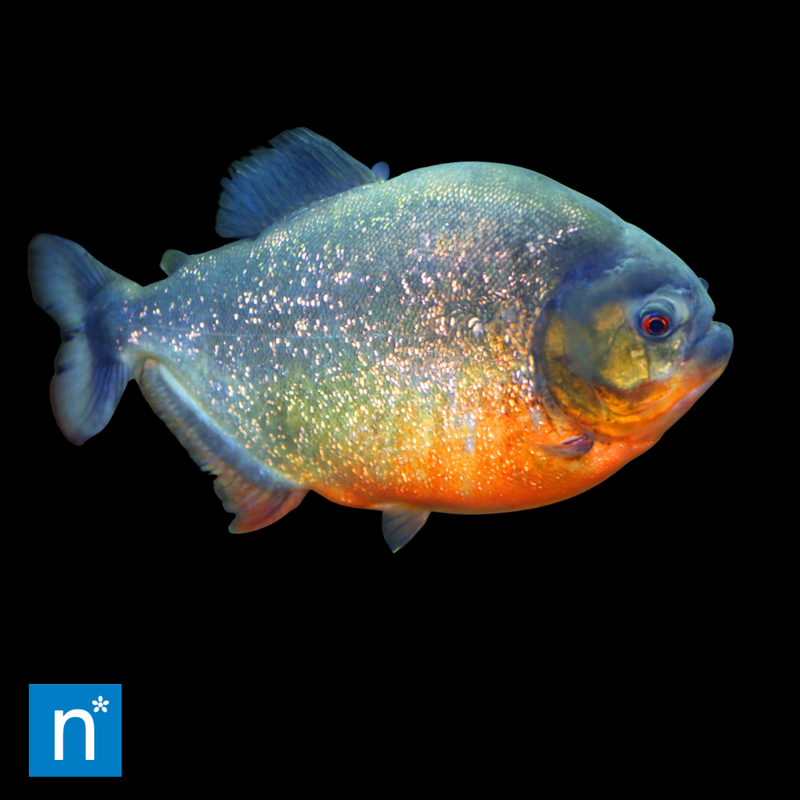 Red-Bellied Piranha | Pygocentrus nattereri