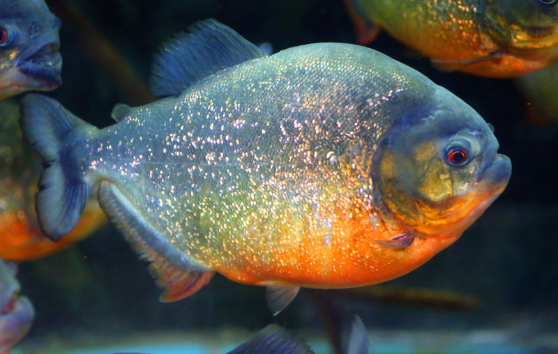 Red-Bellied Piranha | Pygocentrus nattereri