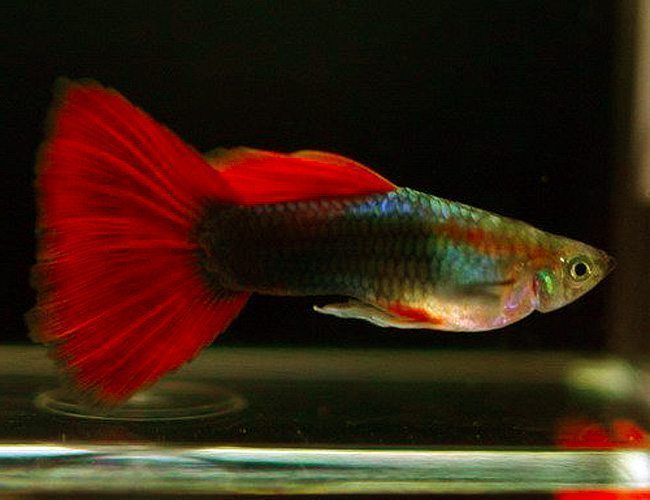 Neon Red Male Guppy (Large)