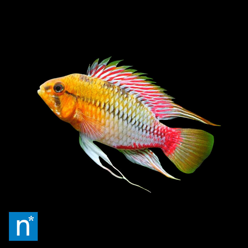 Red-Gold Hongsloi Dwarf Cichlid | Apistogramma hongsloi