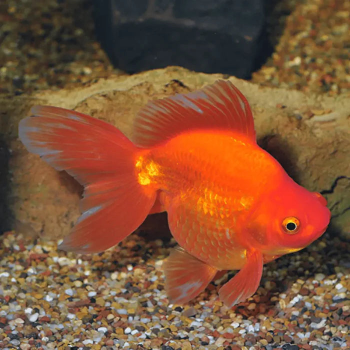 Red Oranda (Large)