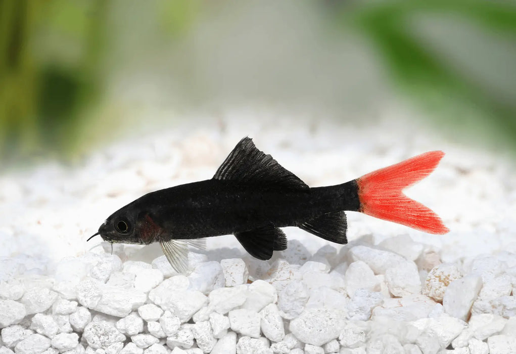 Shark Red Tail Black