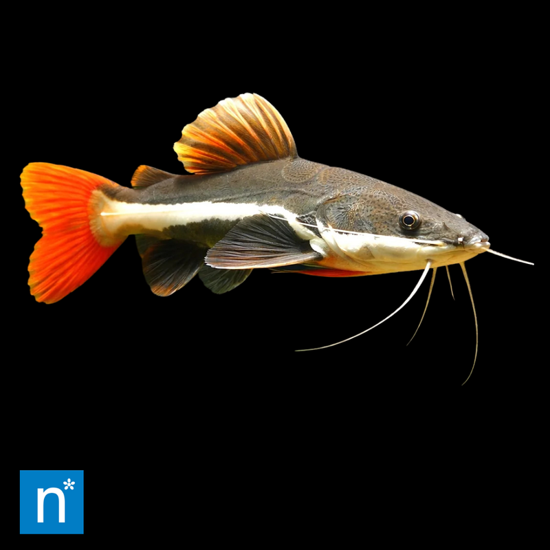 Red-Tailed Catfish | Phractocephalus hemioliopterus