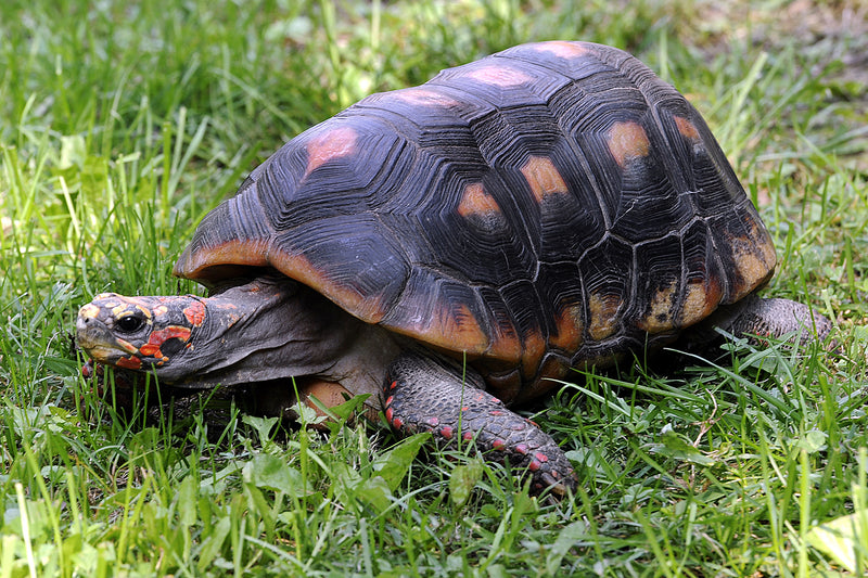Red-foot Tortoise