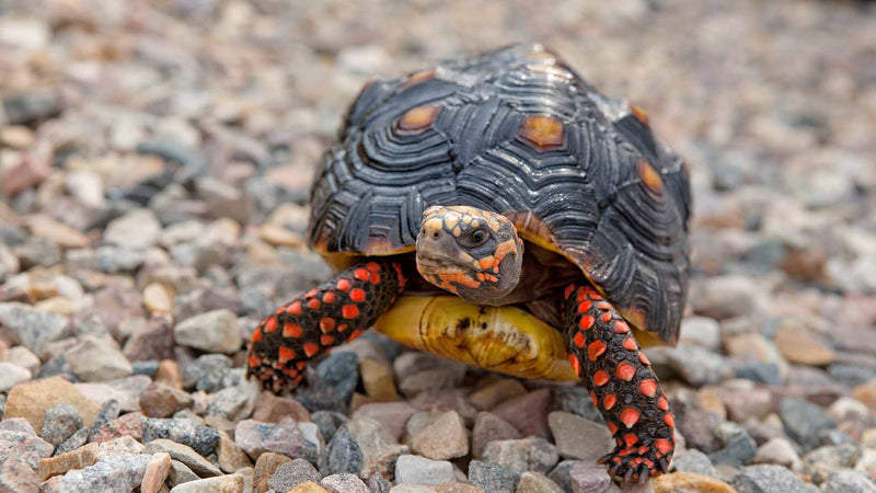 Red-foot Tortoise