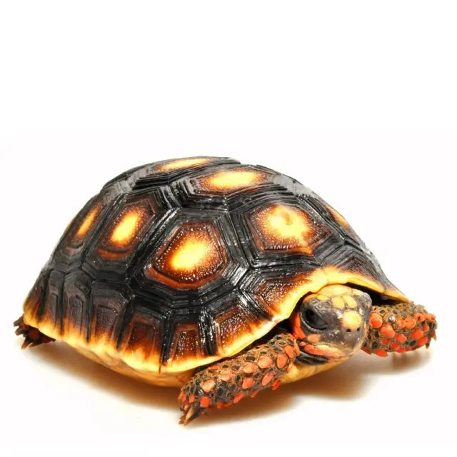 Red-foot Tortoise