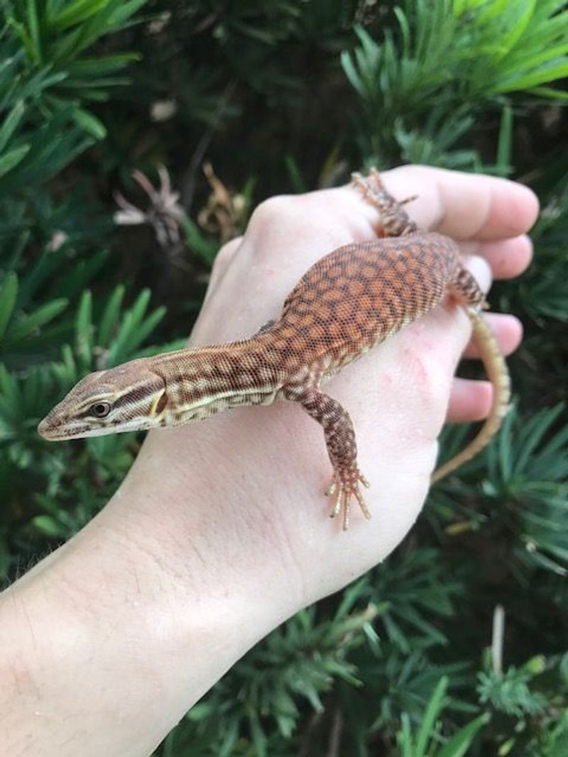 Red Ackie Monitor