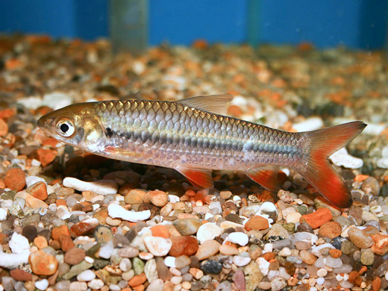 Red Finned Cigar Shark 3"