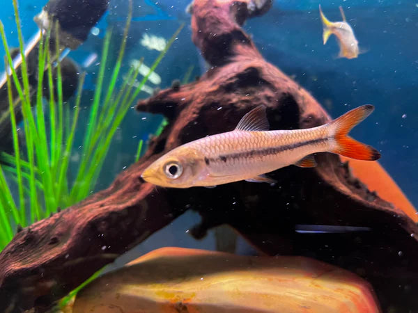 Red Finned Cigar Shark 3"