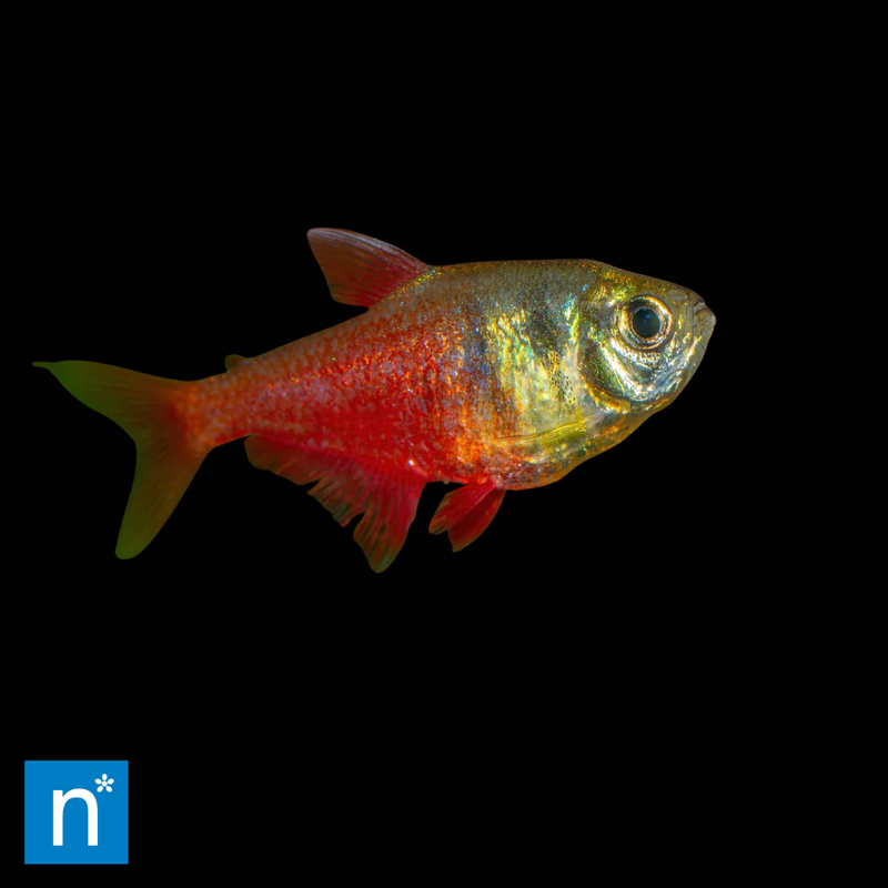Red Flame Tetra (Large) | Hyphessobrycon flammeus